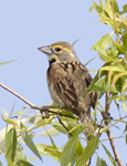 Dickcissel